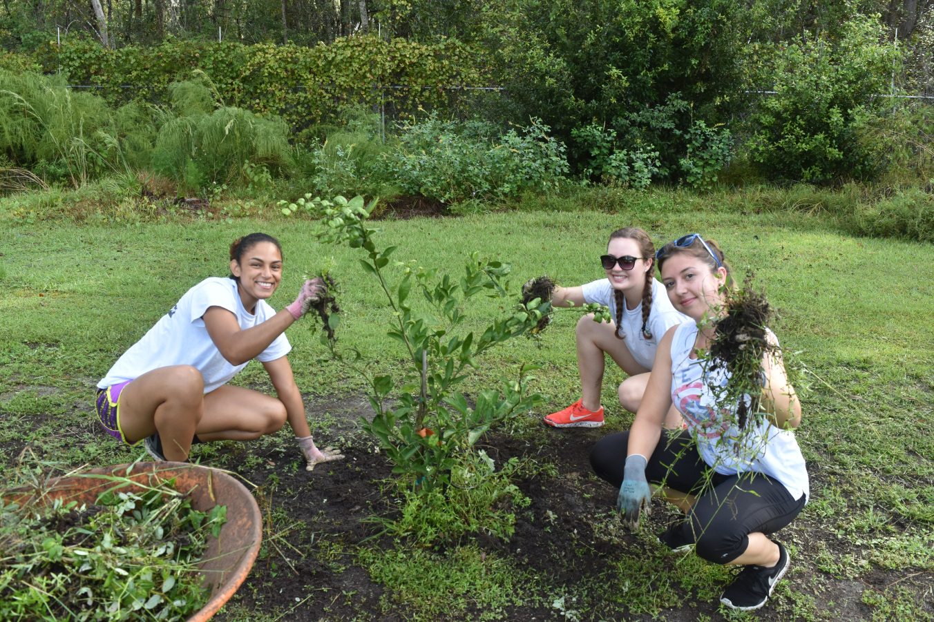 Delta Nu Zeta sorority sisters weeding the orchard post-Irma rains.