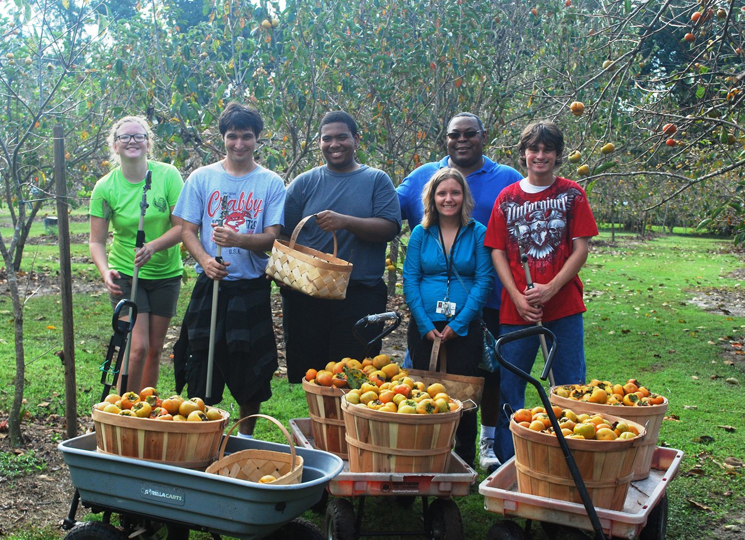 Full wagons after persimmon picking