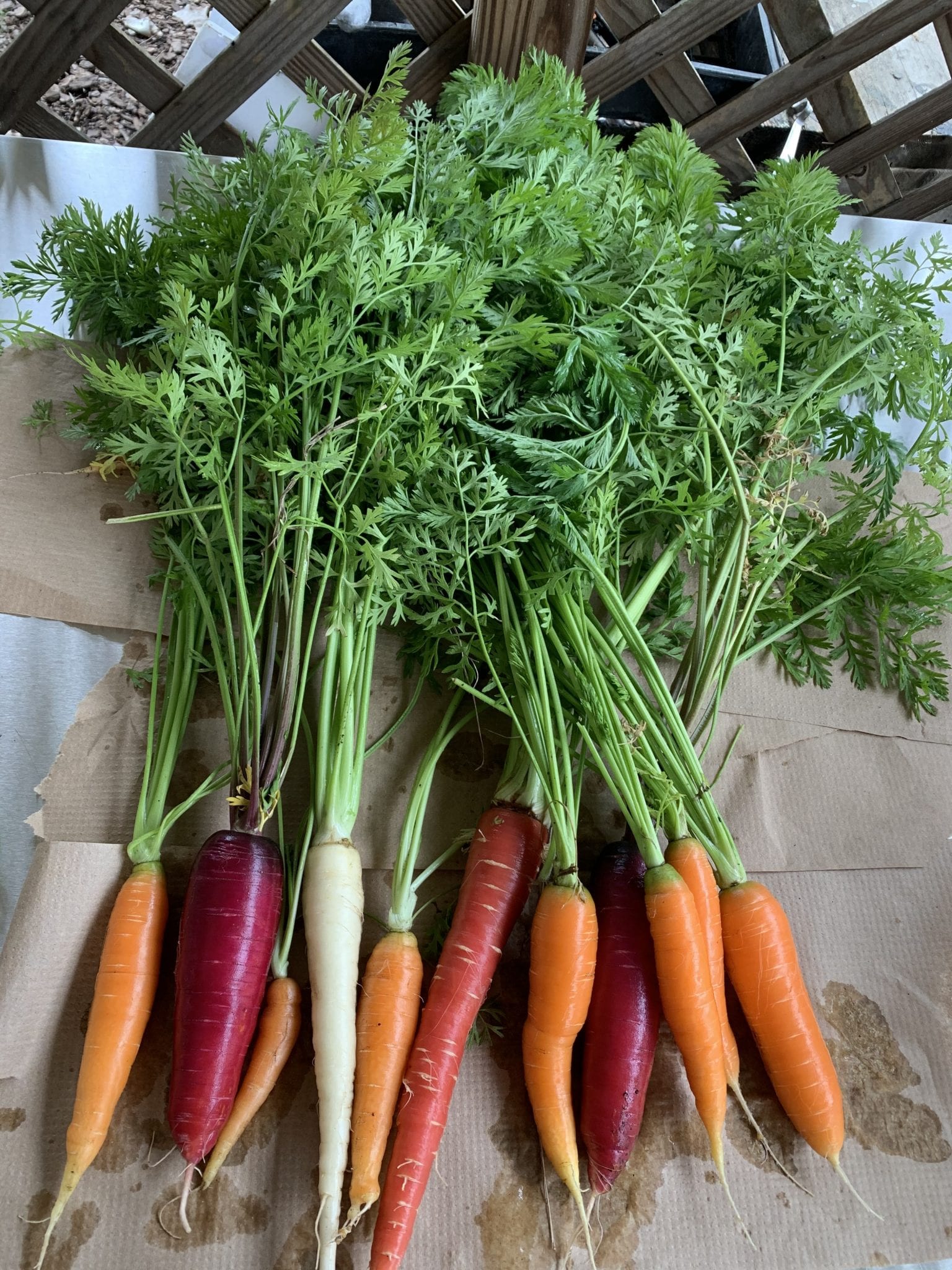 Colorful Carrots and Radishes Coming Up! Farm 2 School Alachua