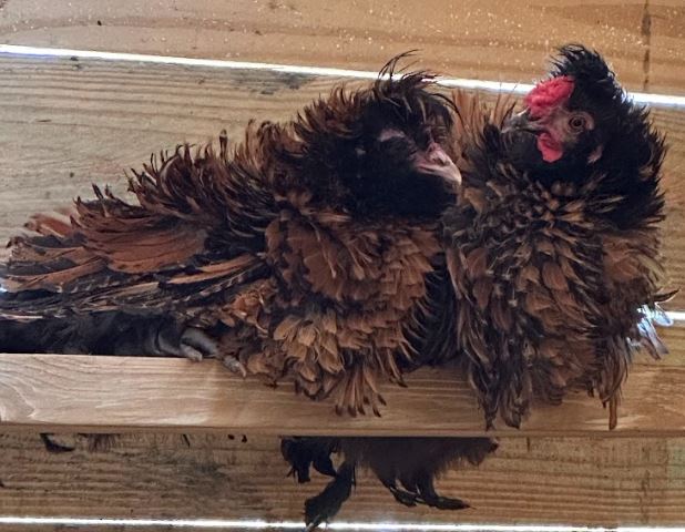 SweetCheeks Frizzle Polish Hen and Rooster